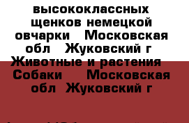 высококлассных щенков немецкой овчарки - Московская обл., Жуковский г. Животные и растения » Собаки   . Московская обл.,Жуковский г.